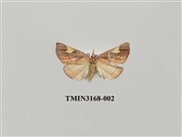 藏品(螟蛾397)的圖片